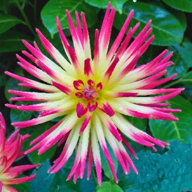 Dahlia 'Weston Spanish Dancer'