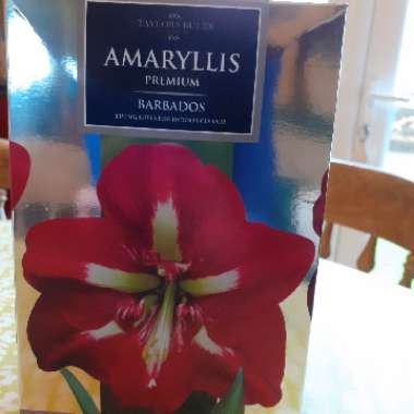Hippeastrum (Galaxy Group) 'Barbados'