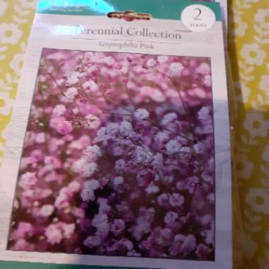 Gypsophila