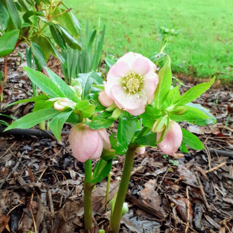 plant image 1224211