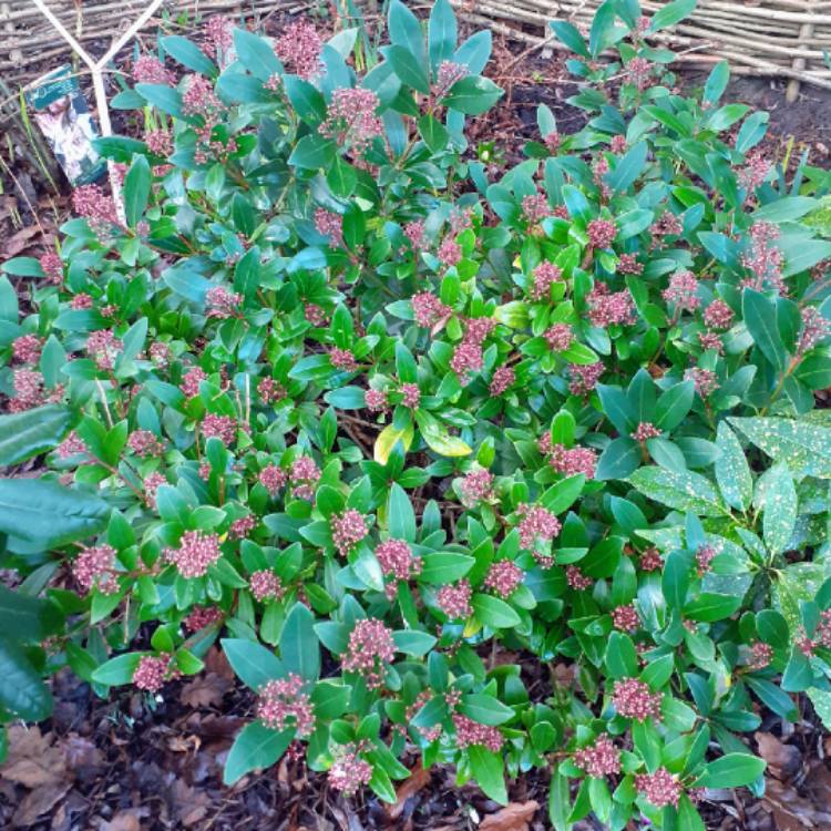 Plant image Skimmia japonica 'Rubella'