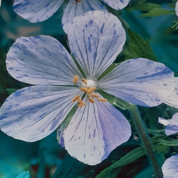 plant image 1231994 plant image 1231994