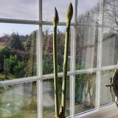 Hippeastrum (Galaxy Group) 'Barbados'