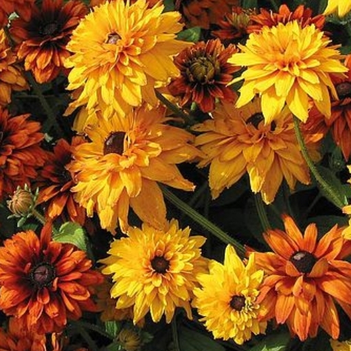 plant image 1256135
