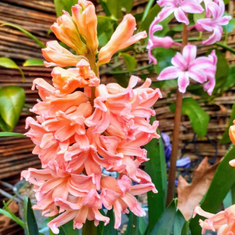 plant image 1258303