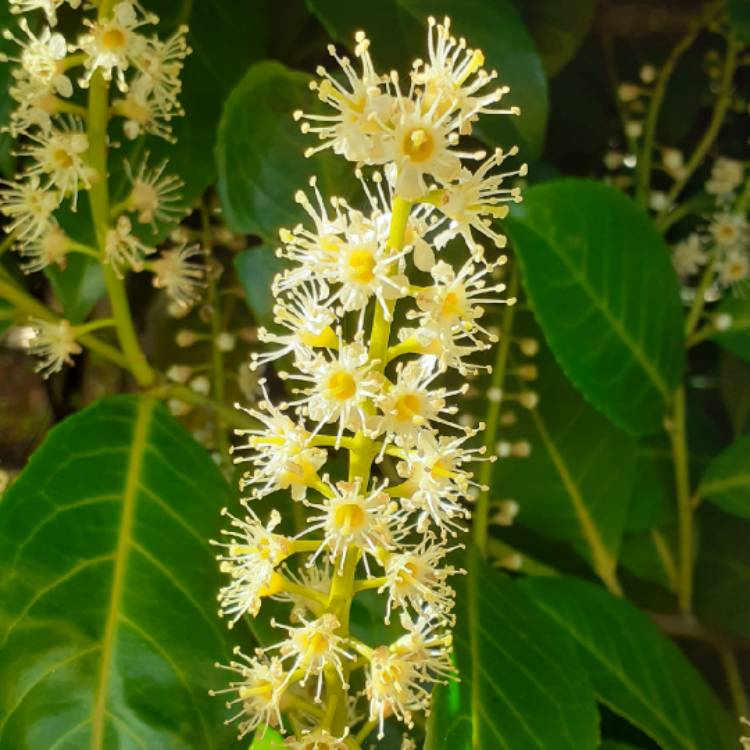 plant image 1259950 plant image 1259950