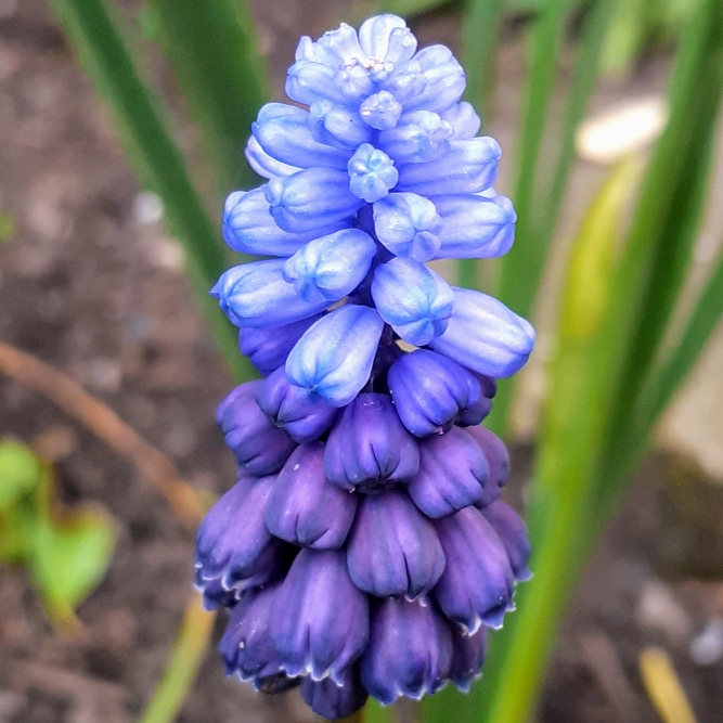 Plant image Muscari armeniacum