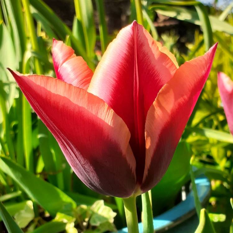 Plant image Tulipa 'Muvota'