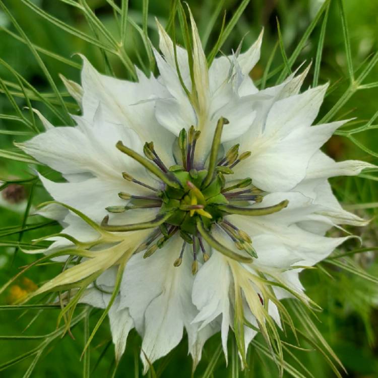 plant image 1285397 plant image 1285397
