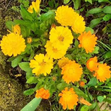 Calendula