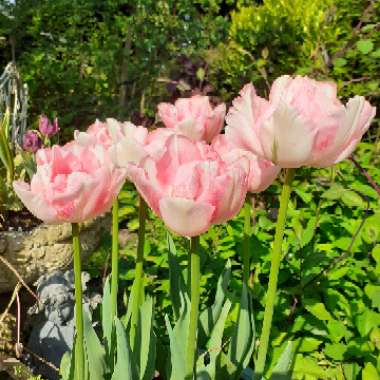Tulipa 'Foxtrot'