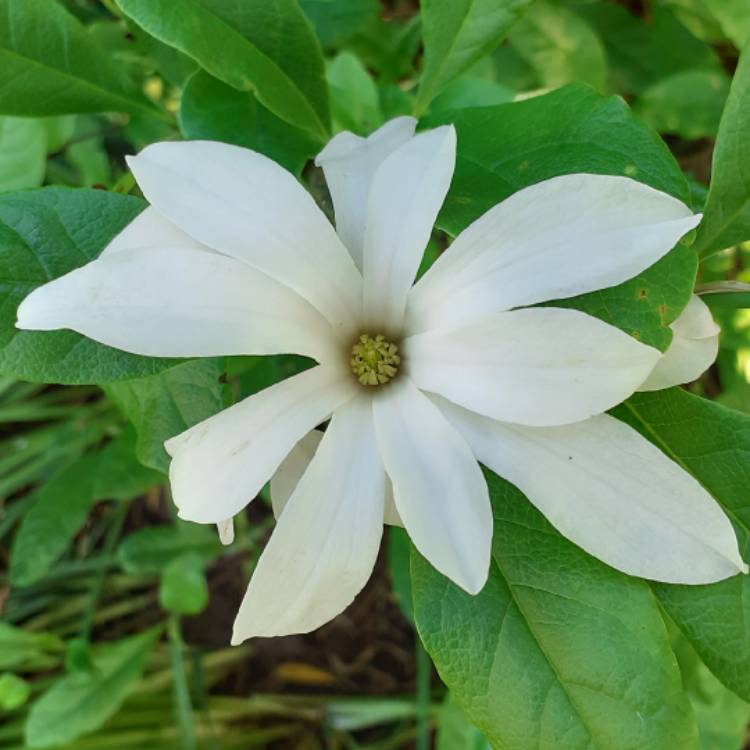 plant image 1306323