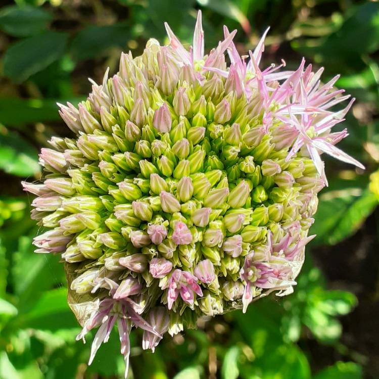 plant image 1306325