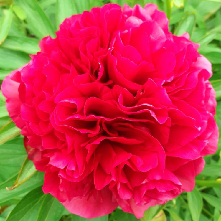plant image 1307378