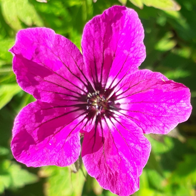 plant image 1313297 plant image 1313297