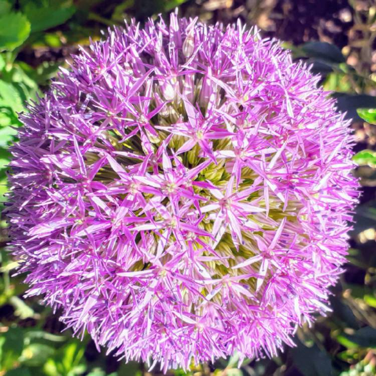 plant image 1314935