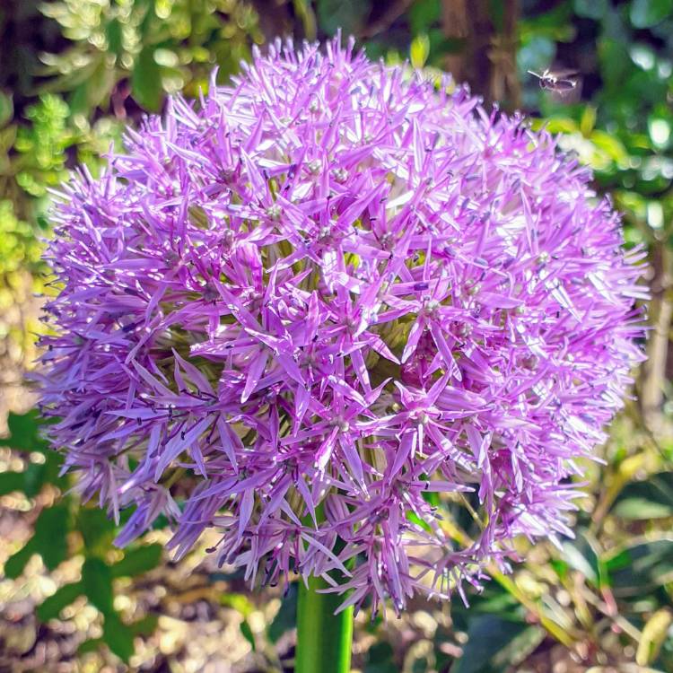 plant image 1314936