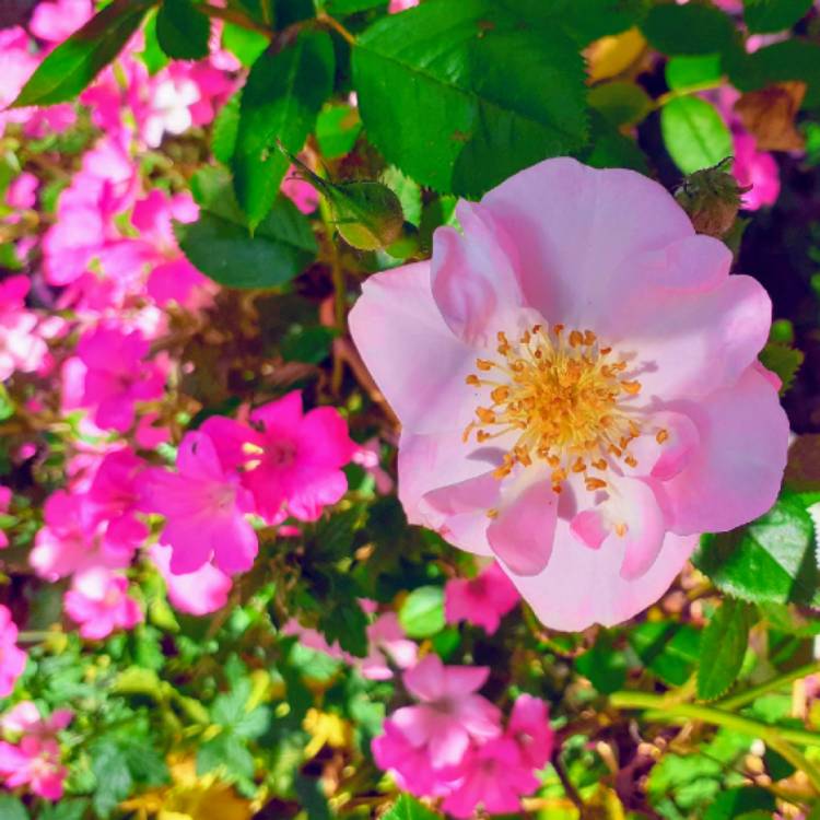 Plant image Rosa 'Harspiral' syn. Rosa 'The Lakeland Rose', Rosa 'Lakeland Rose'