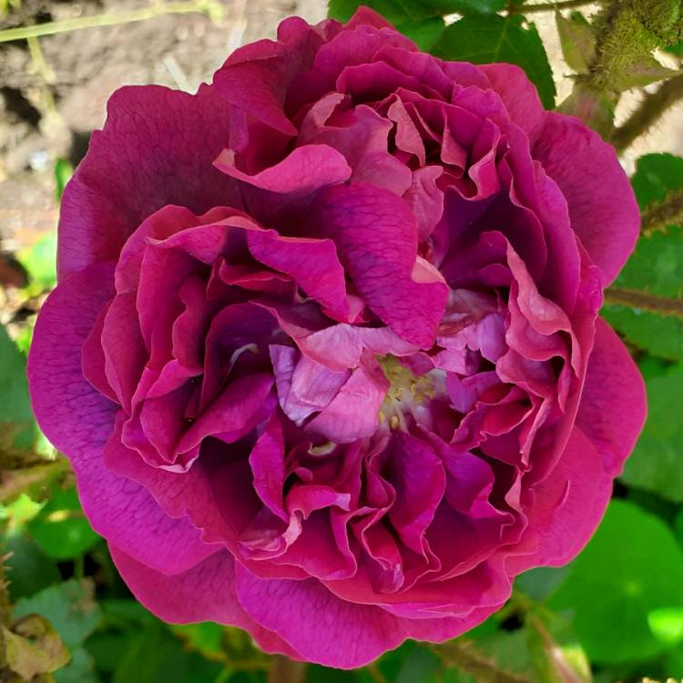 plant image 1319404