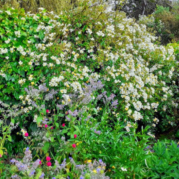 plant image 1322564 plant image 1322564