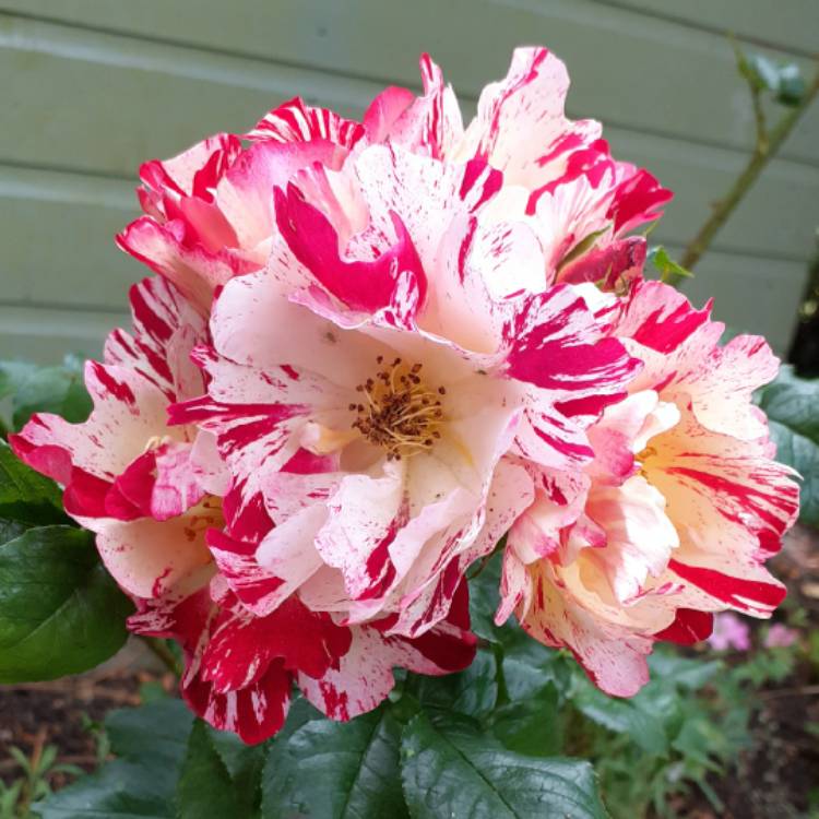plant image 1327416 plant image 1327416