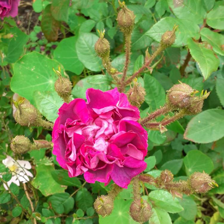 plant image 1328191