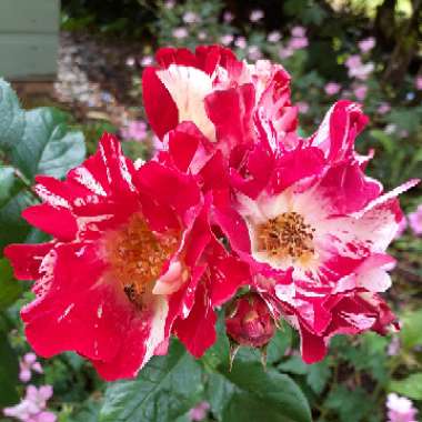 Rosa 'Wekroalt' syn. Rosa 'Fourth Of July', Rosa 'Climbing Fourth Of July', Rosa 'Crazy For You', Rosa 'Hanabi'
