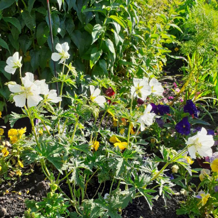 plant image 1336010 plant image 1336010