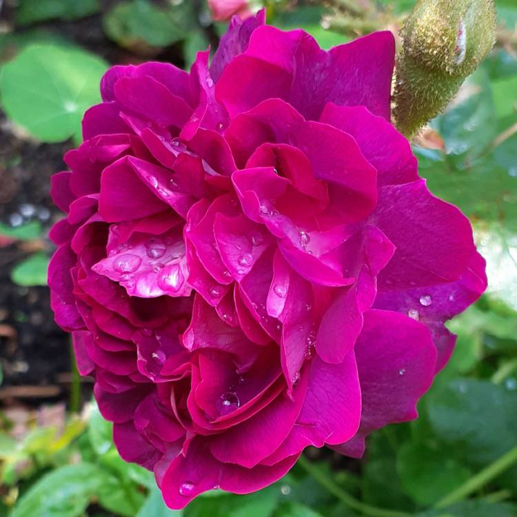 plant image 1336316