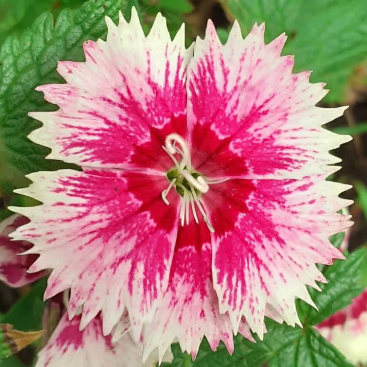 plant image 1337242