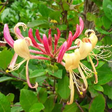 Lonicera periclymenum 'Serotina' syn. Lonicera periclymenum 'Florida'