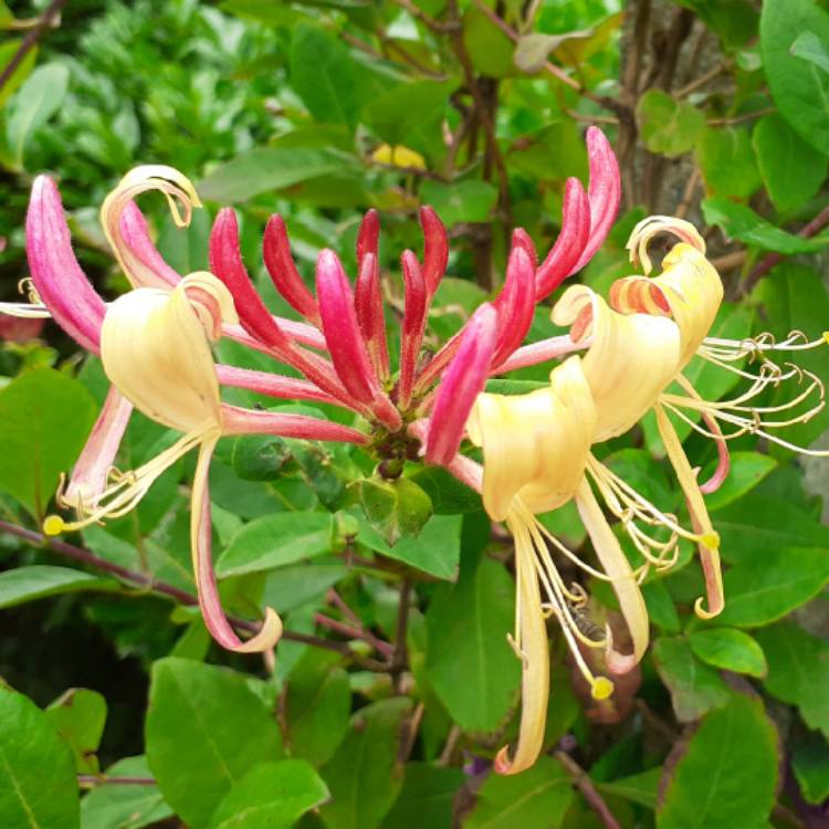 plant image 1345473 plant image 1345473