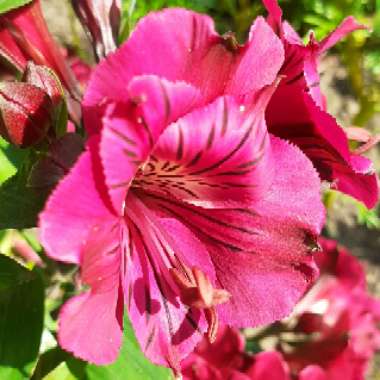 Alstroemeria 'Zaprilou' (Princess Series) syn. Alstroemeria 'Princess Louise', Alstroemeria 'Colorita Louise'