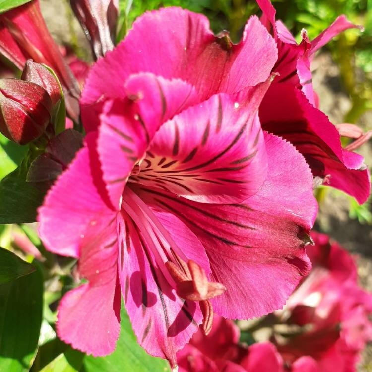 plant image 1347275 plant image 1347275