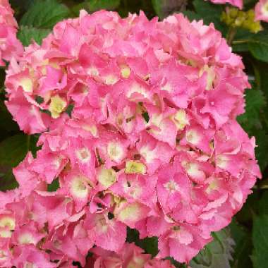 Hydrangea