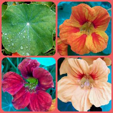 Tropaeolum majus