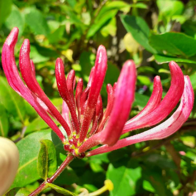 plant image 1359276 plant image 1359276