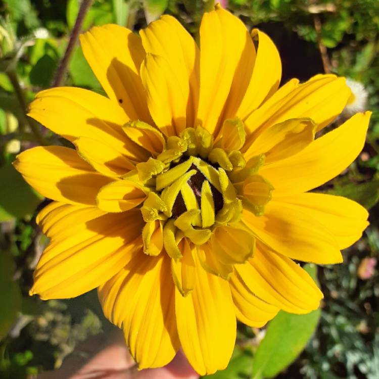 plant image 1359831