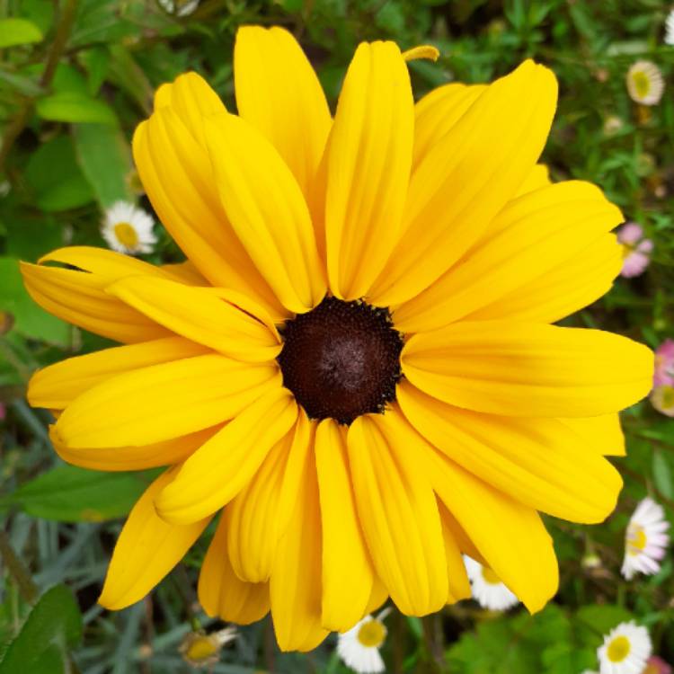 plant image 1365815