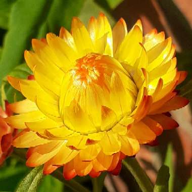 Helichrysum monstrosum