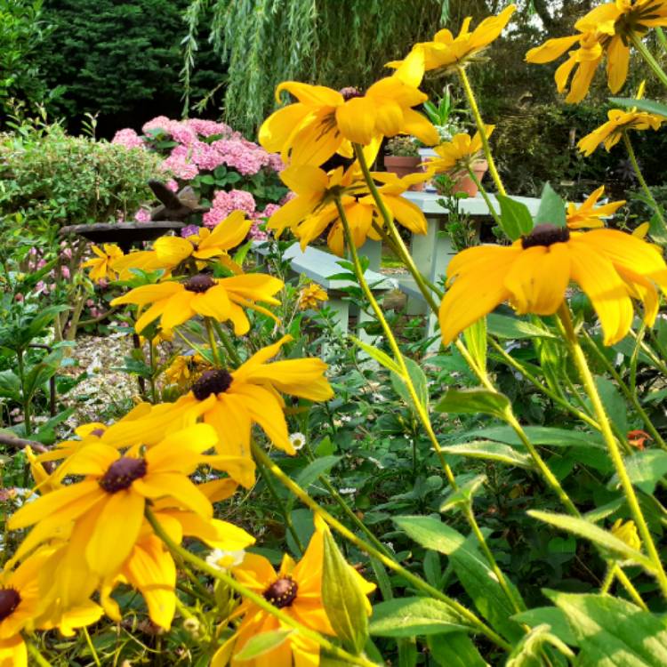 plant image 1374122