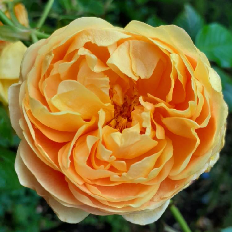 plant image 1378005 plant image 1378005