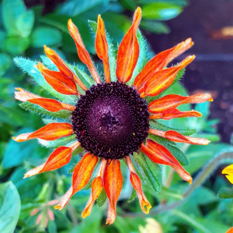 plant image 1378012