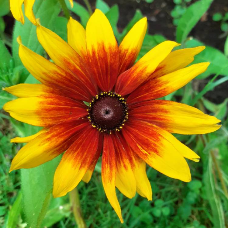 plant image 1378013