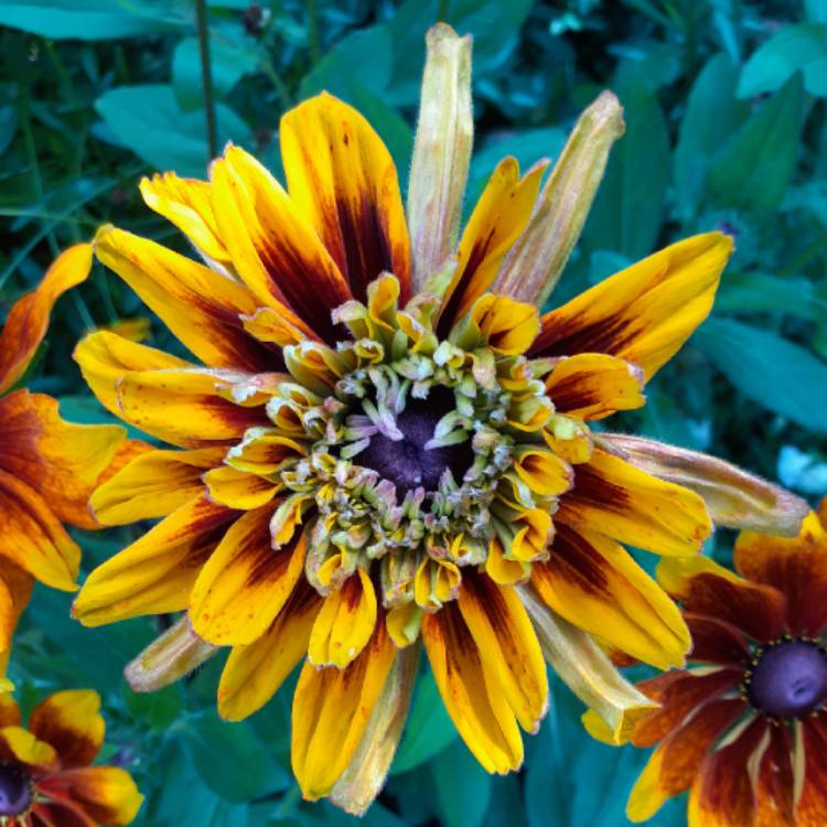 plant image 1382451