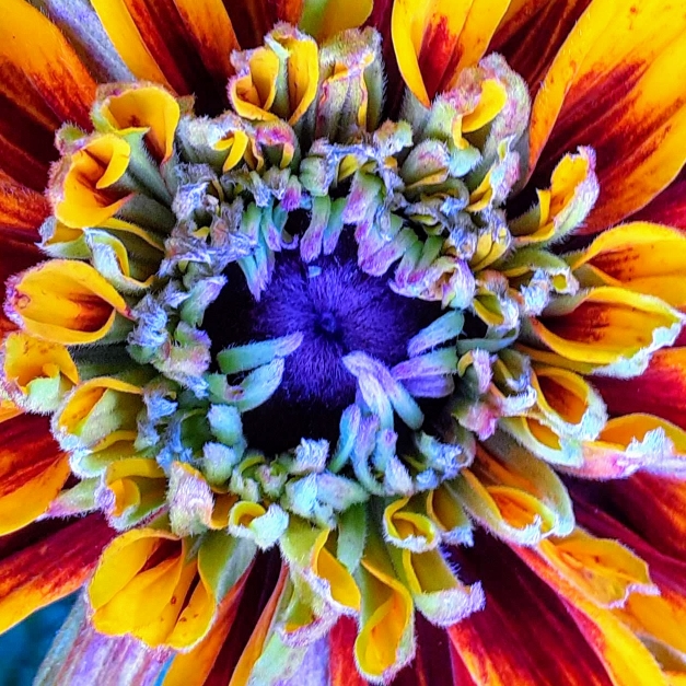 plant image 1382911