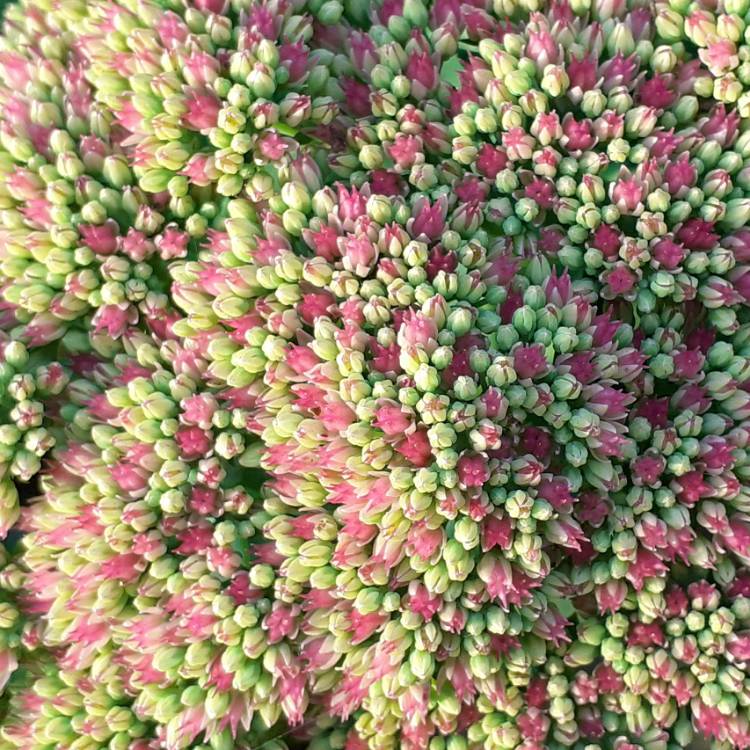 plant image 1384164