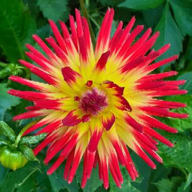 Dahlia 'Weston Spanish Dancer'
