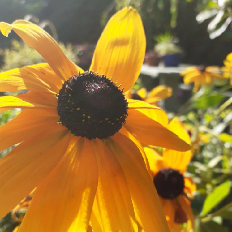 plant image 1392937