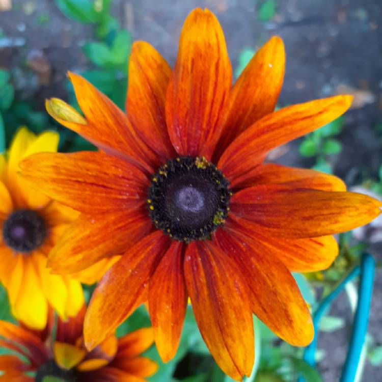 plant image 1394338